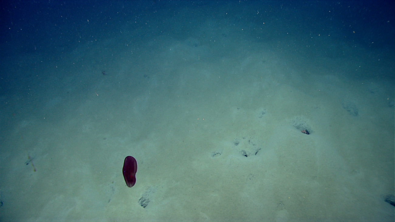 A ctenophore drifting over the bottom