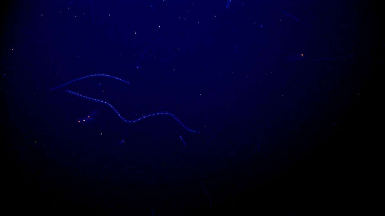 Salps appearing like neon lights in the distance