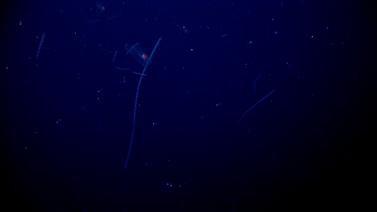 Salps looking like constellations instead of living animals