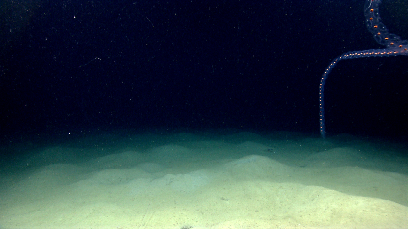 Salps over a hummocky sediment covered seafloor