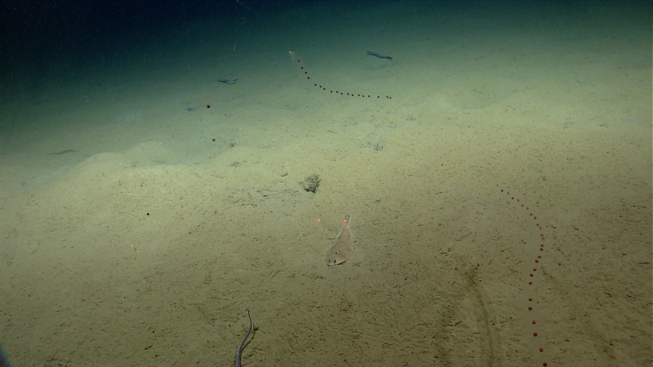 A witch flounder and eels on the seafloor and salps in the water column