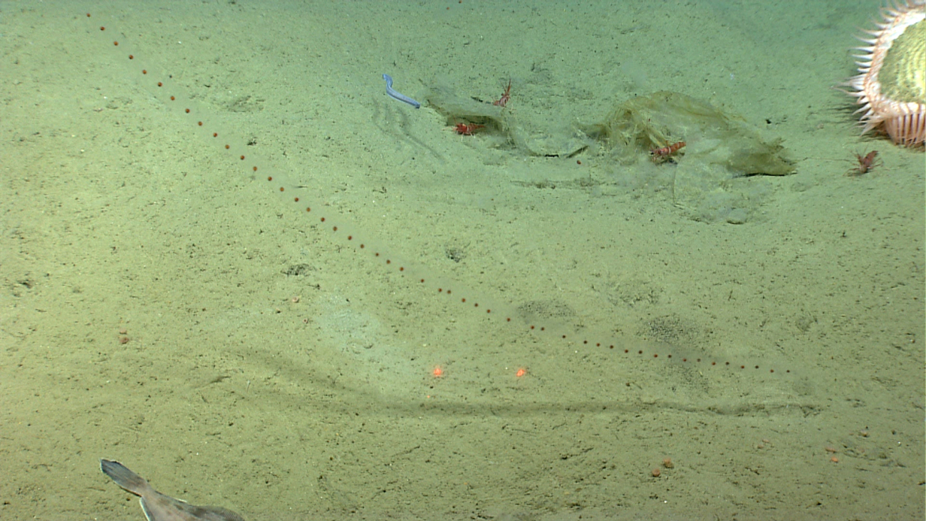 A witch flounder tail, a long salp, a large venus flytrap anemone, large shrimp,a small eel, and plastic marine debris being used as habitat by the shrimp