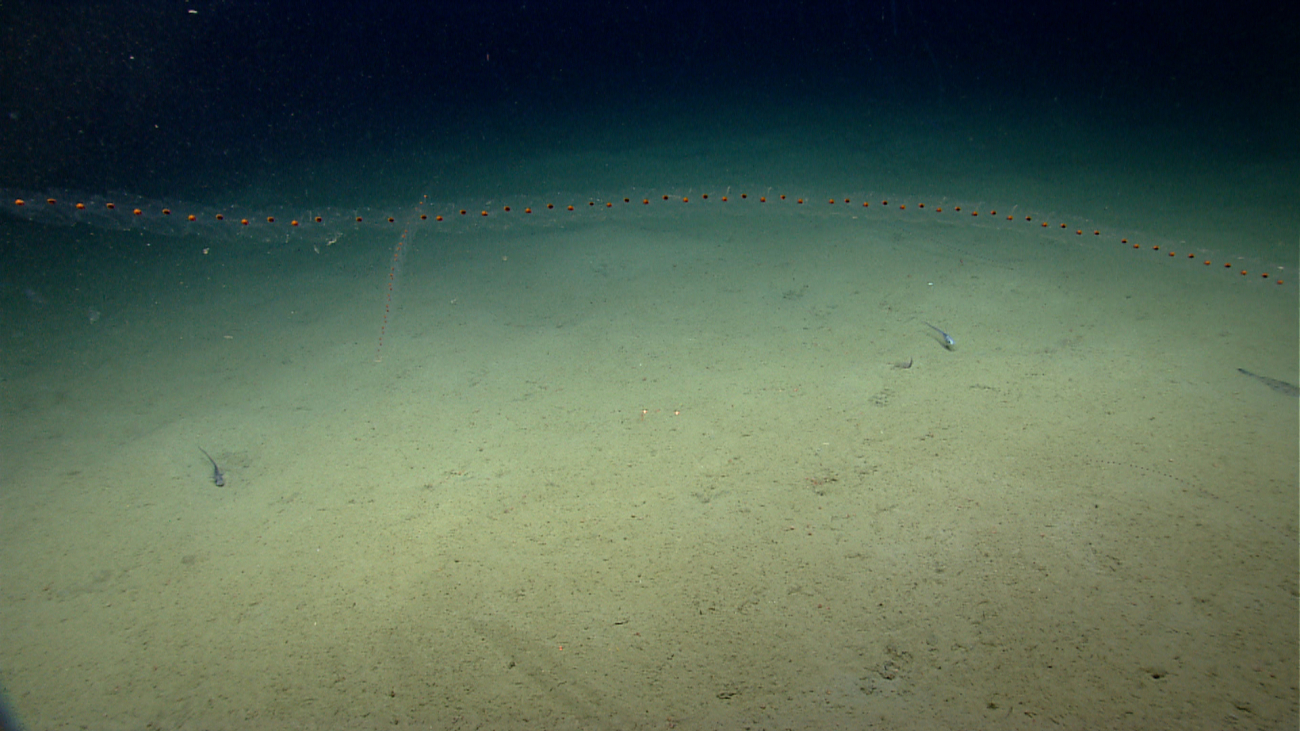 Salps in the water column, fish on the seafloor