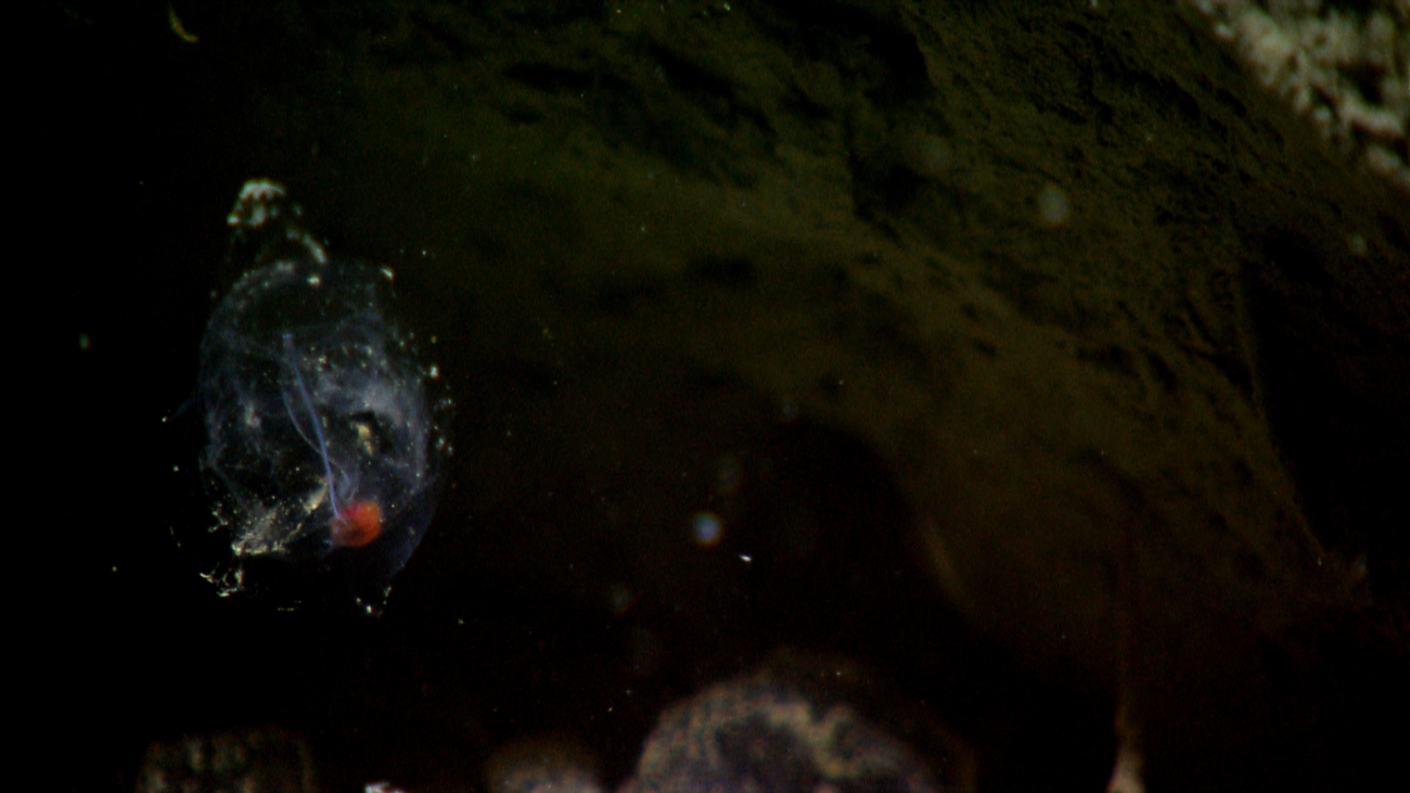 Unlucky salp in hole in the seafloor