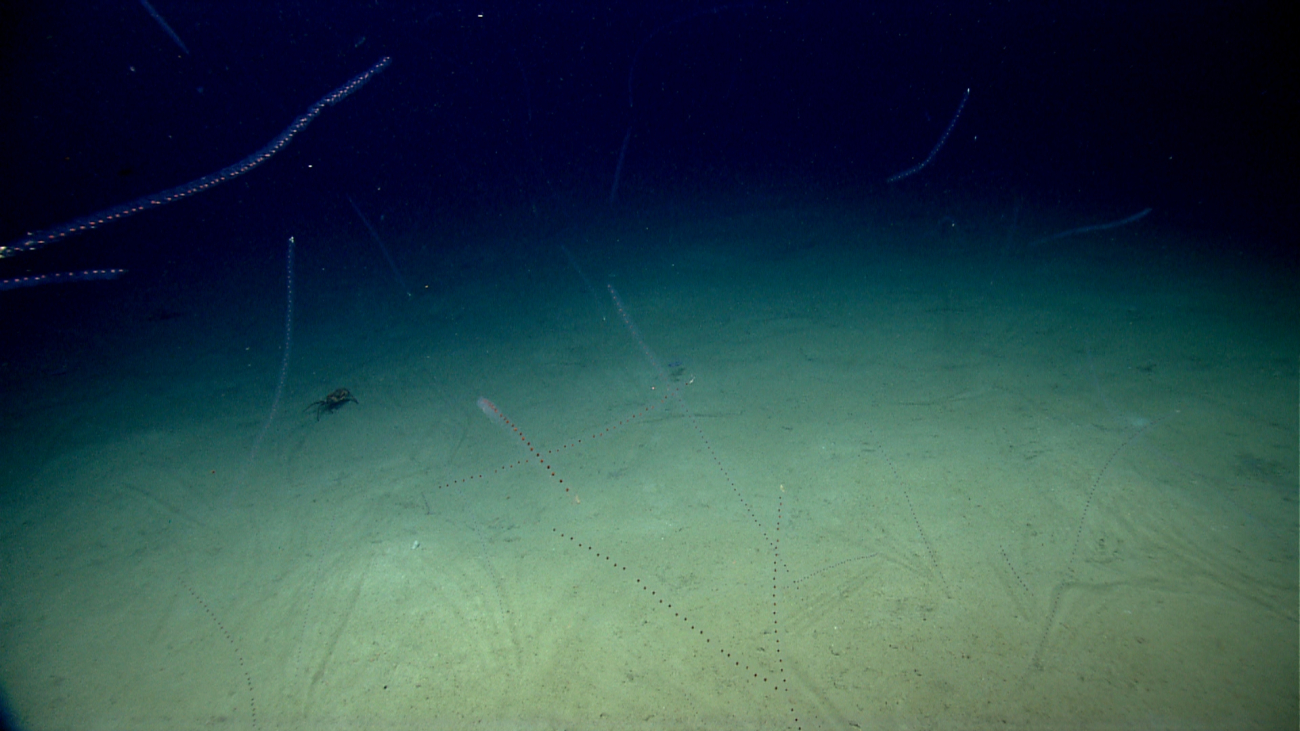 Salps galore in the water column!  A red crab is seen on the seafloor