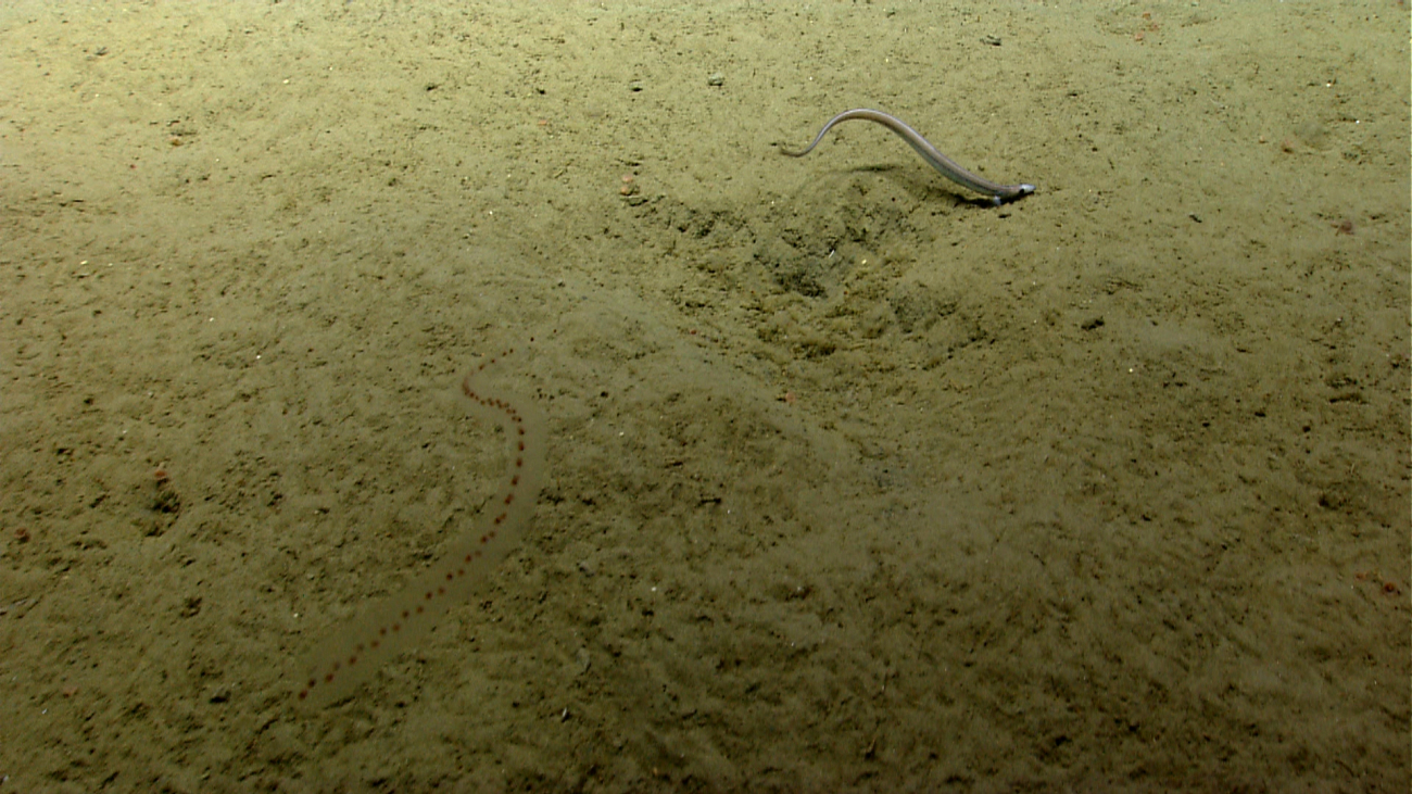 A salp and a cutthroat eel seemingly mimicking each other