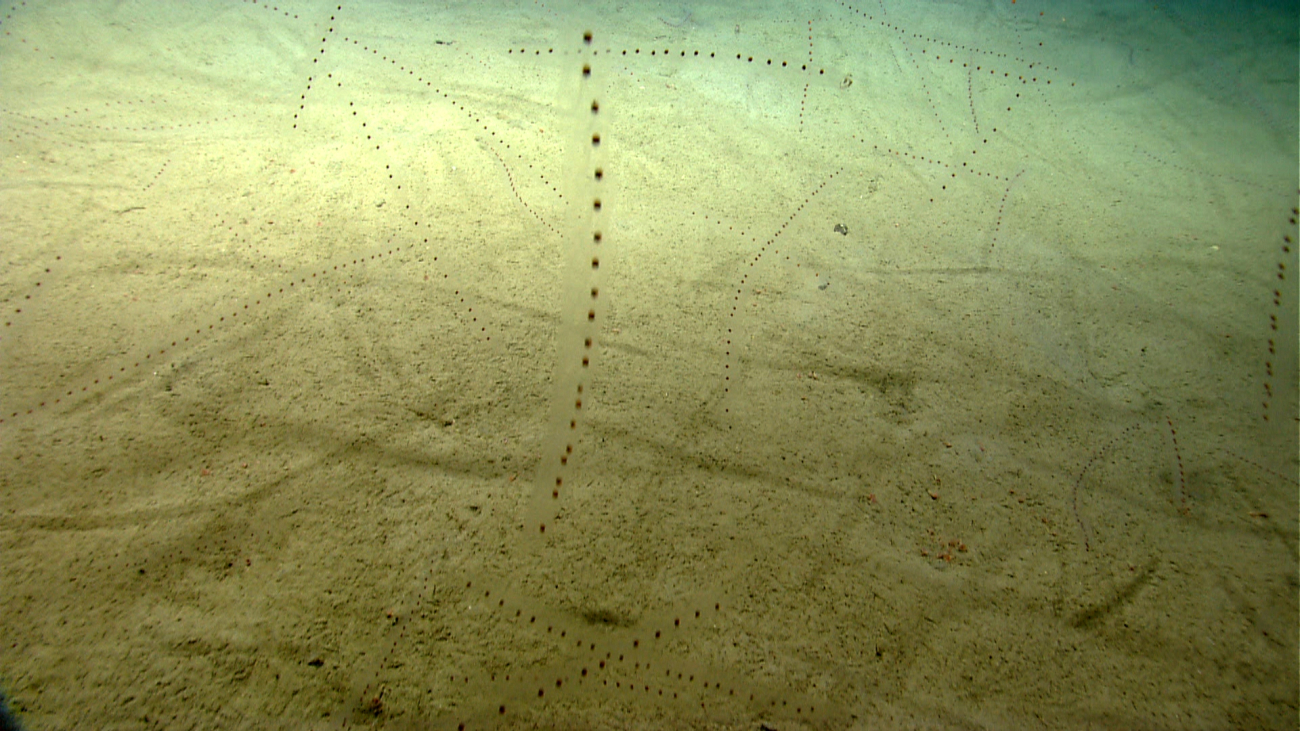 A huge number of salps are seen in this image