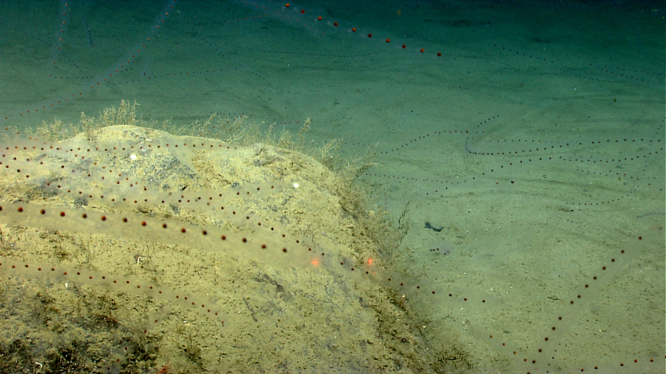 Many salps in the water column over a rock outcrop and sediment bottom