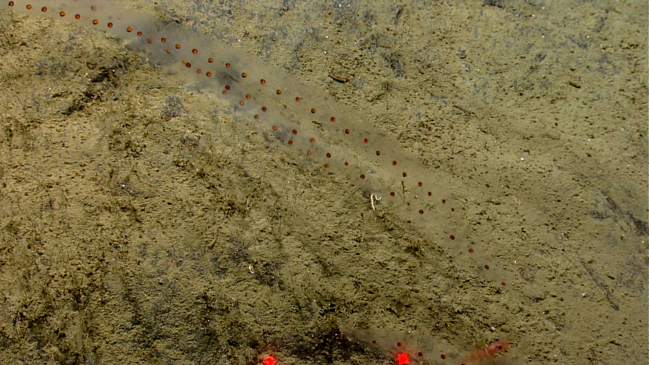 Salps and a red banded shrimp at the bottom of the image