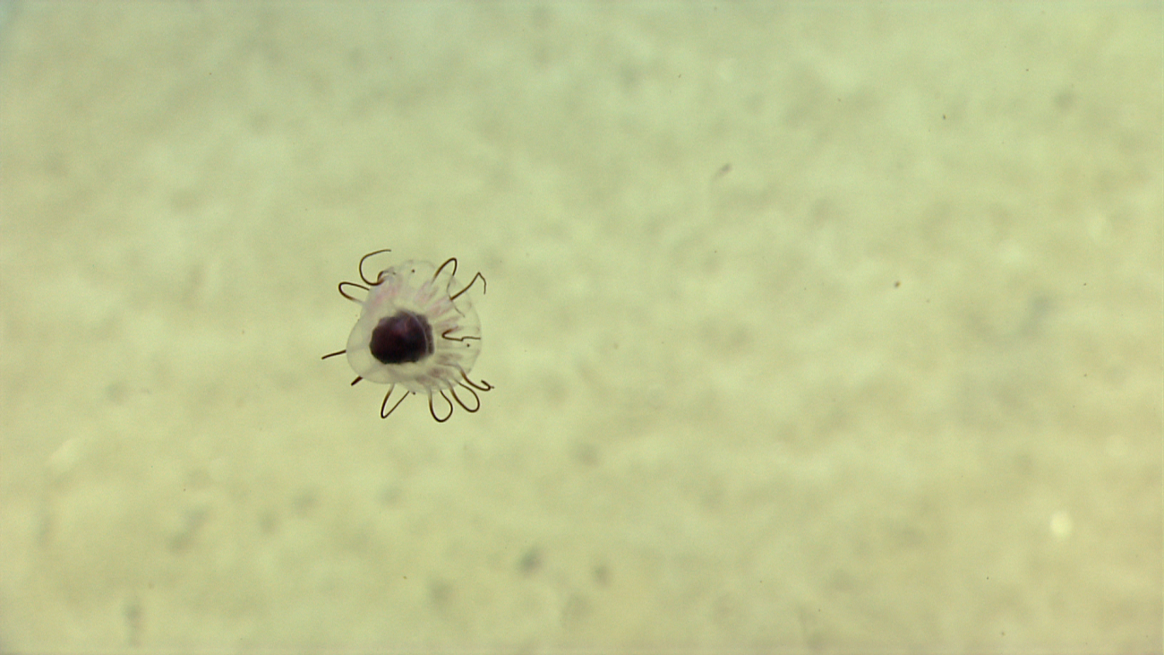 A small strange jellyfish