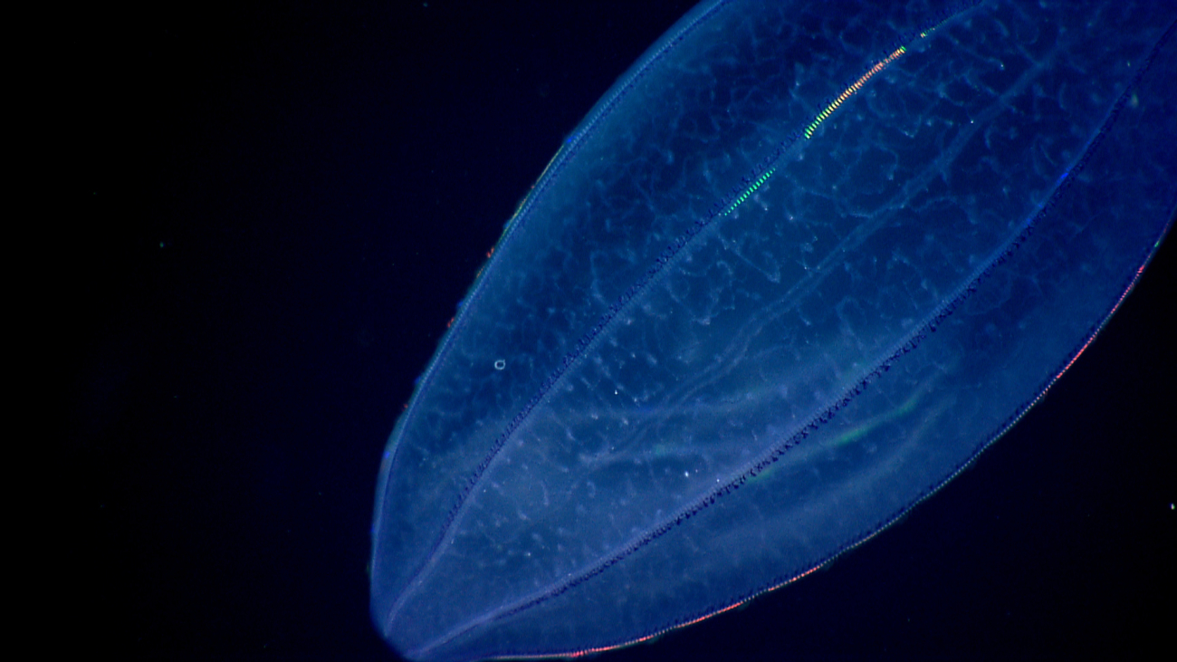 Ctenophore that has ingested another ctenophore (visible within)