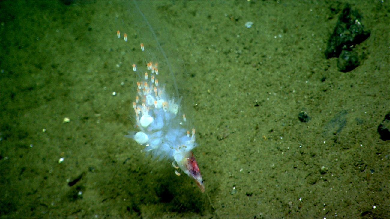 Siphonophore?