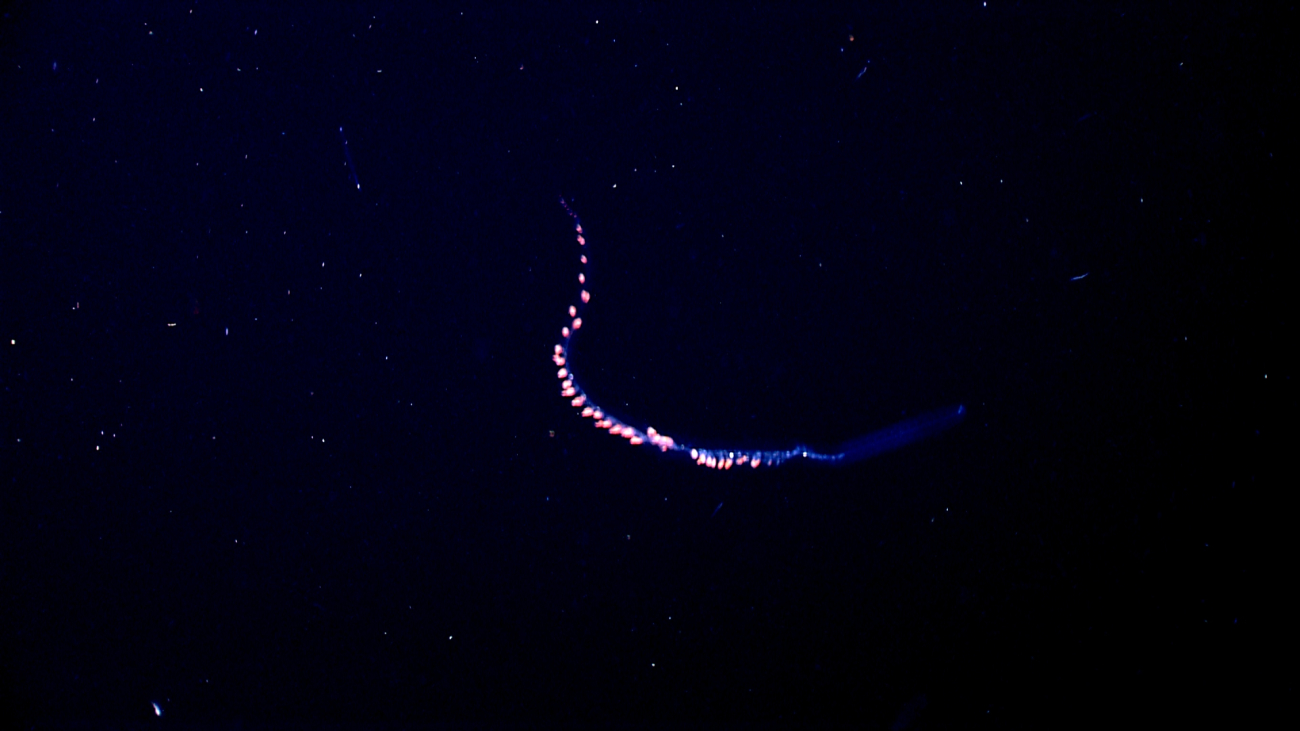 Siphonophore in the water column