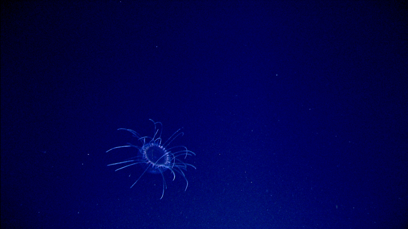 Jellyfish in the water column