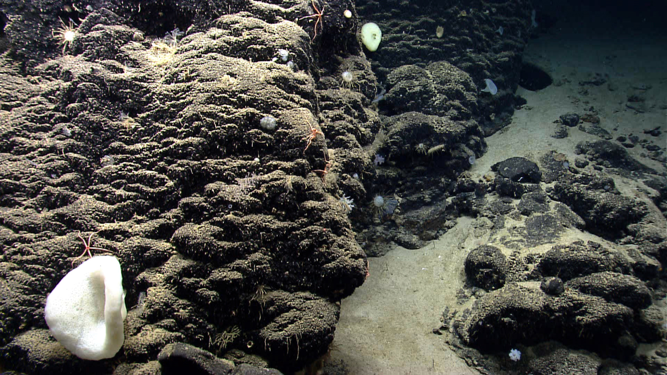 Deep sea sponge