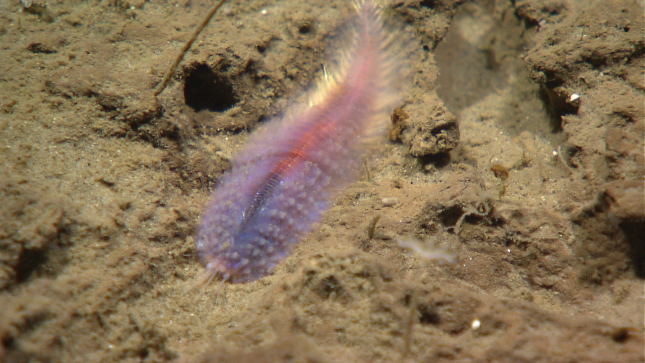 Purple bristle worm