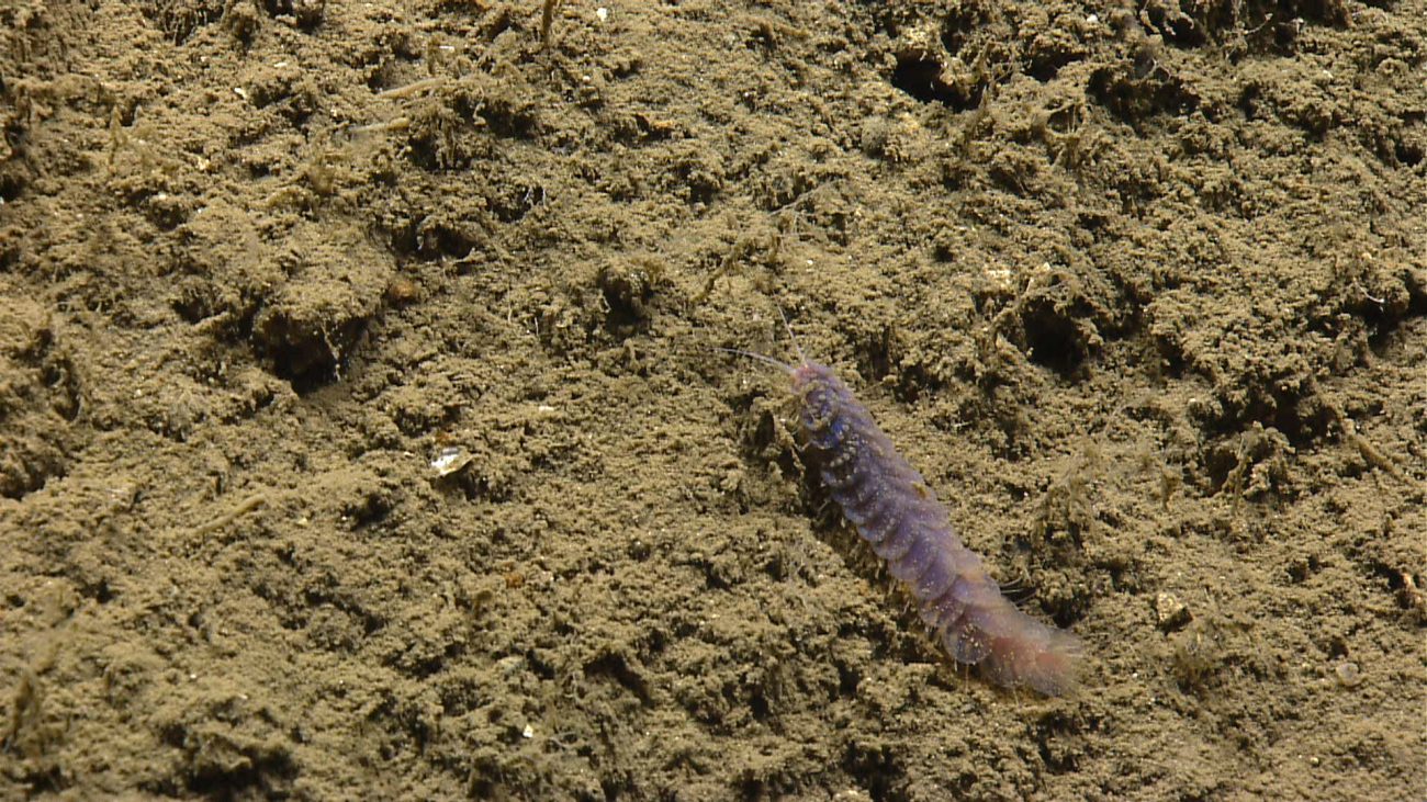 Purple scale worm