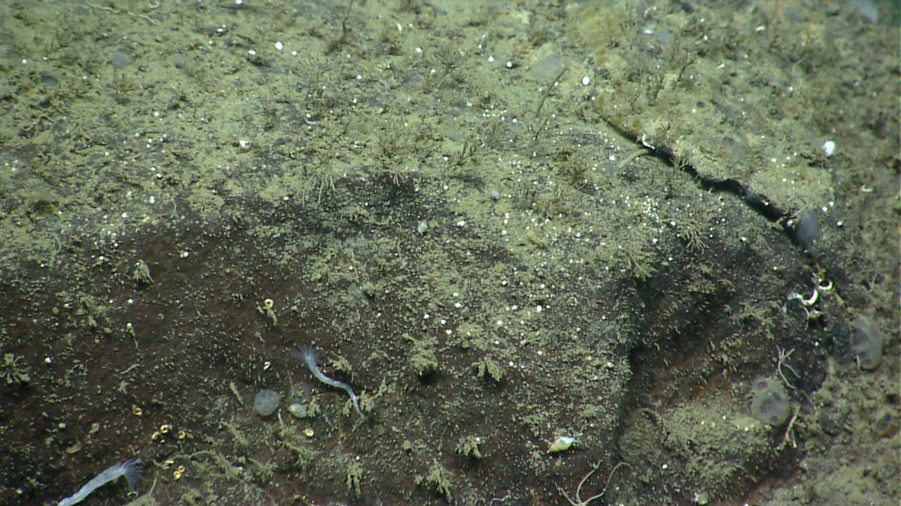 Serpulid tube worms in lower left and small white gastropod in center rightbottom