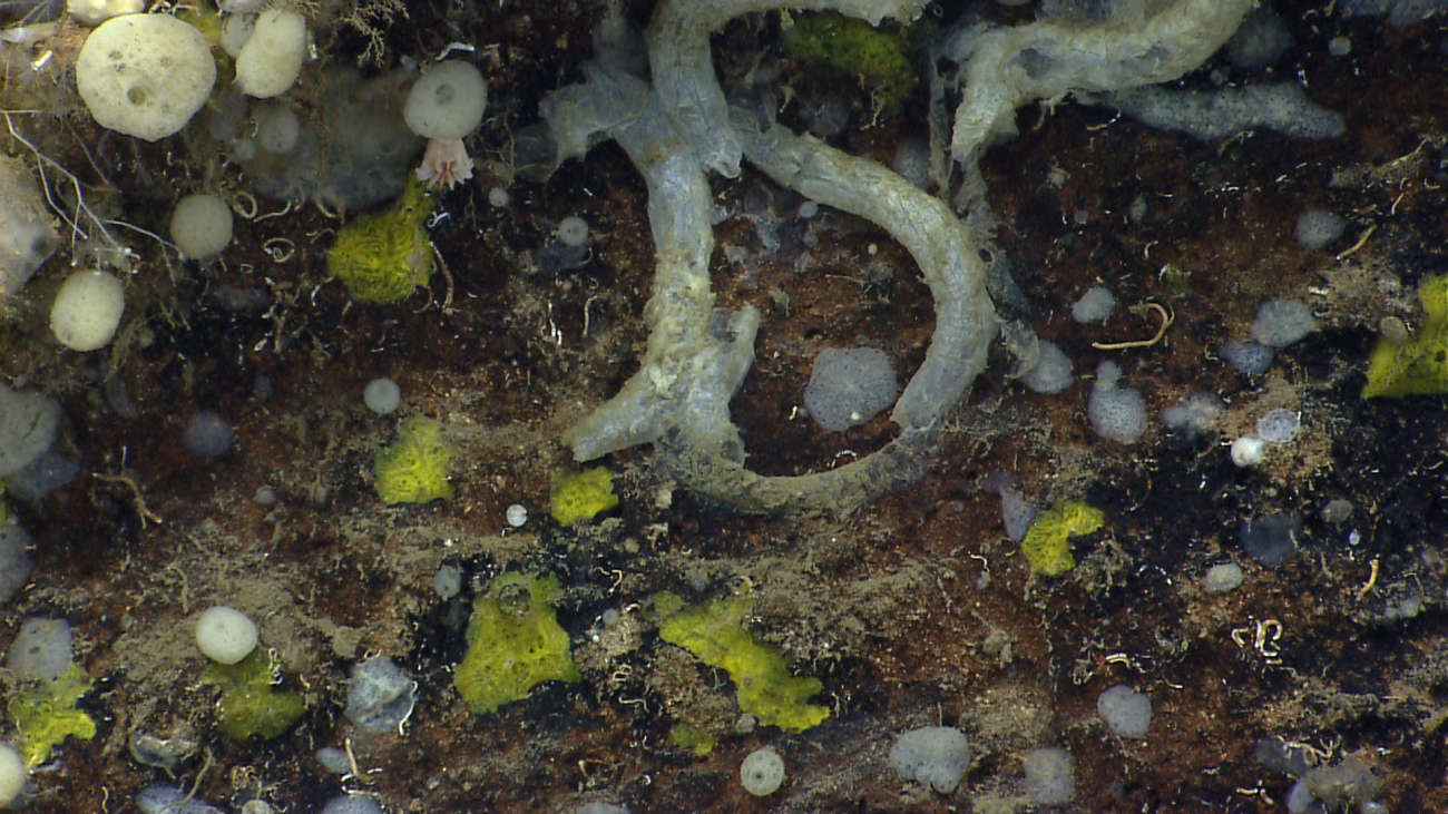 Numerous yellow to gray and white sponges and large, possibly unoccupiedworm tubes of the order Sabellida