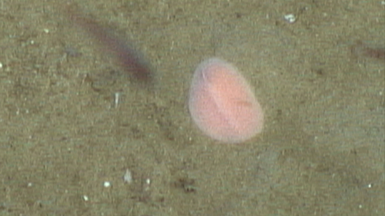 Perhaps a peach-colored flatworm