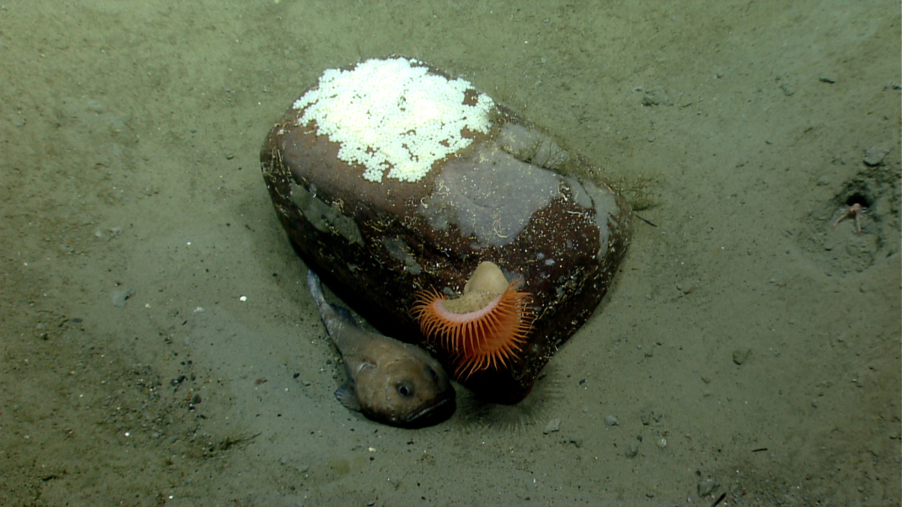 A cottunculus fathead fish next to a boulder with a large orange venus flytrapanemone
