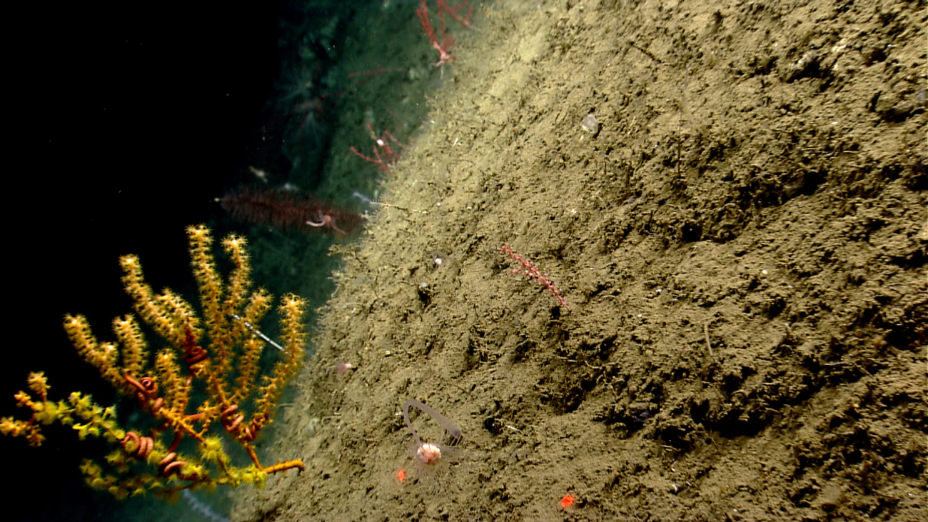 A large stalked hydroid in the lower foreground, yellow Paramuricea coral, redswiftia, and a black coral bush in the left center background