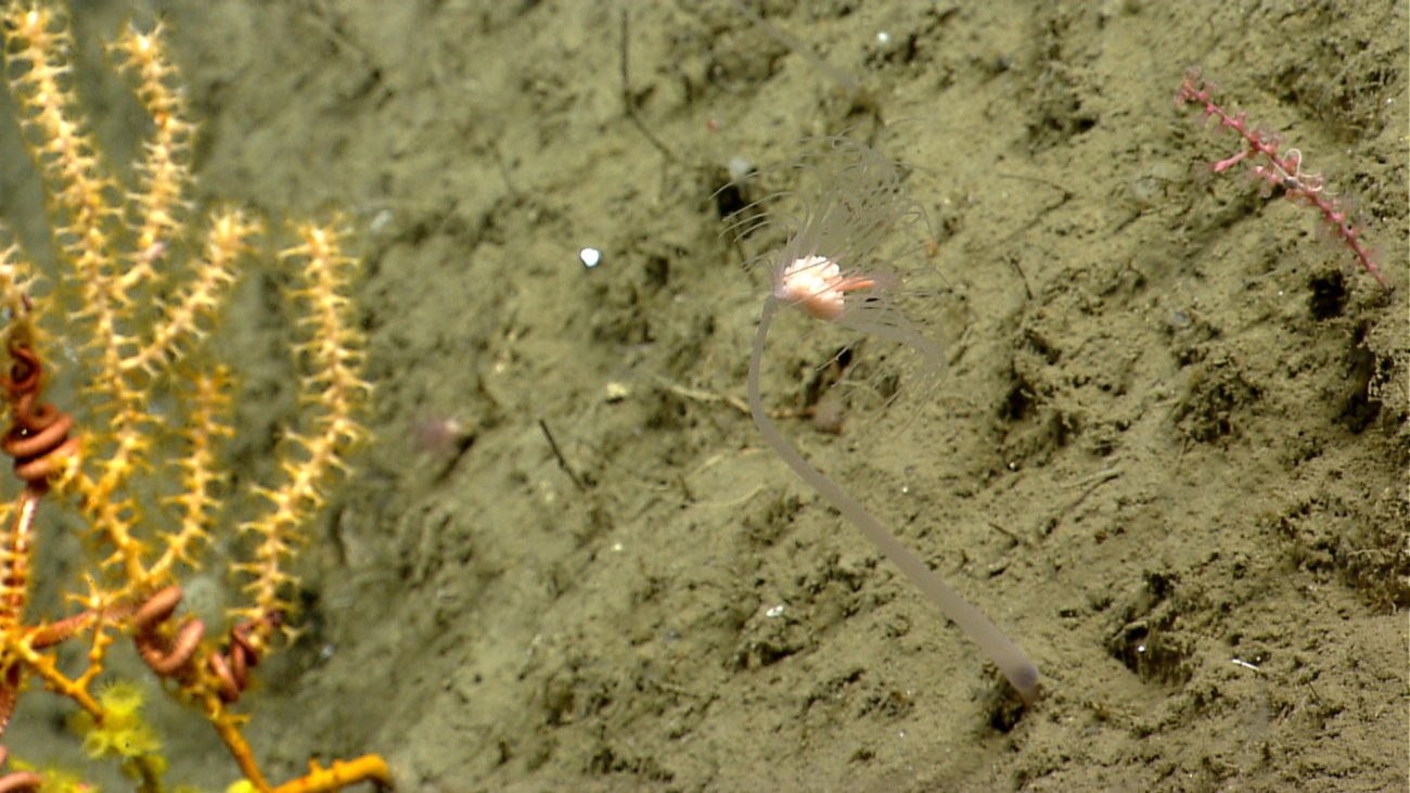 A large stalked hydroid in the lower foreground and yellow Paramuricea coralwith a reddish pink brittle star