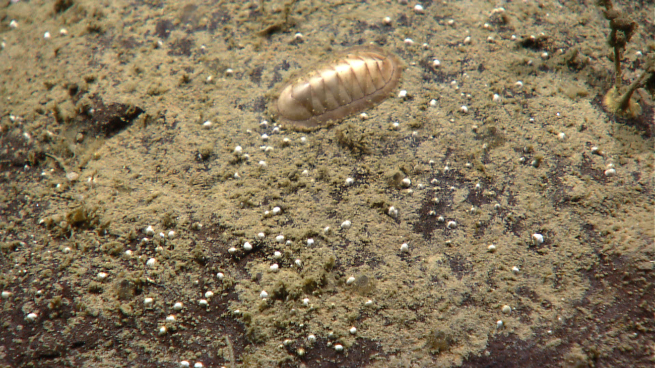 A whitish brown chiton on the canyon wall