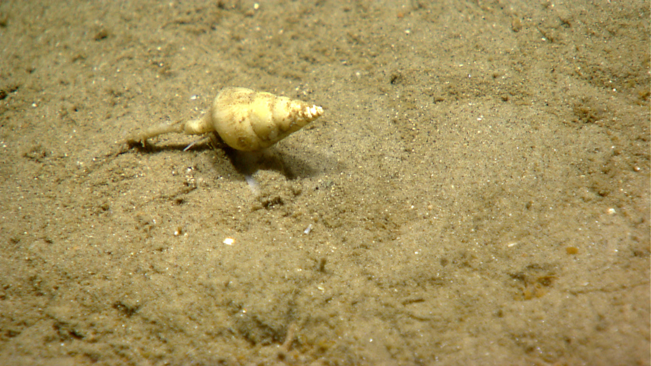 A white gastropod on a sandy bottom