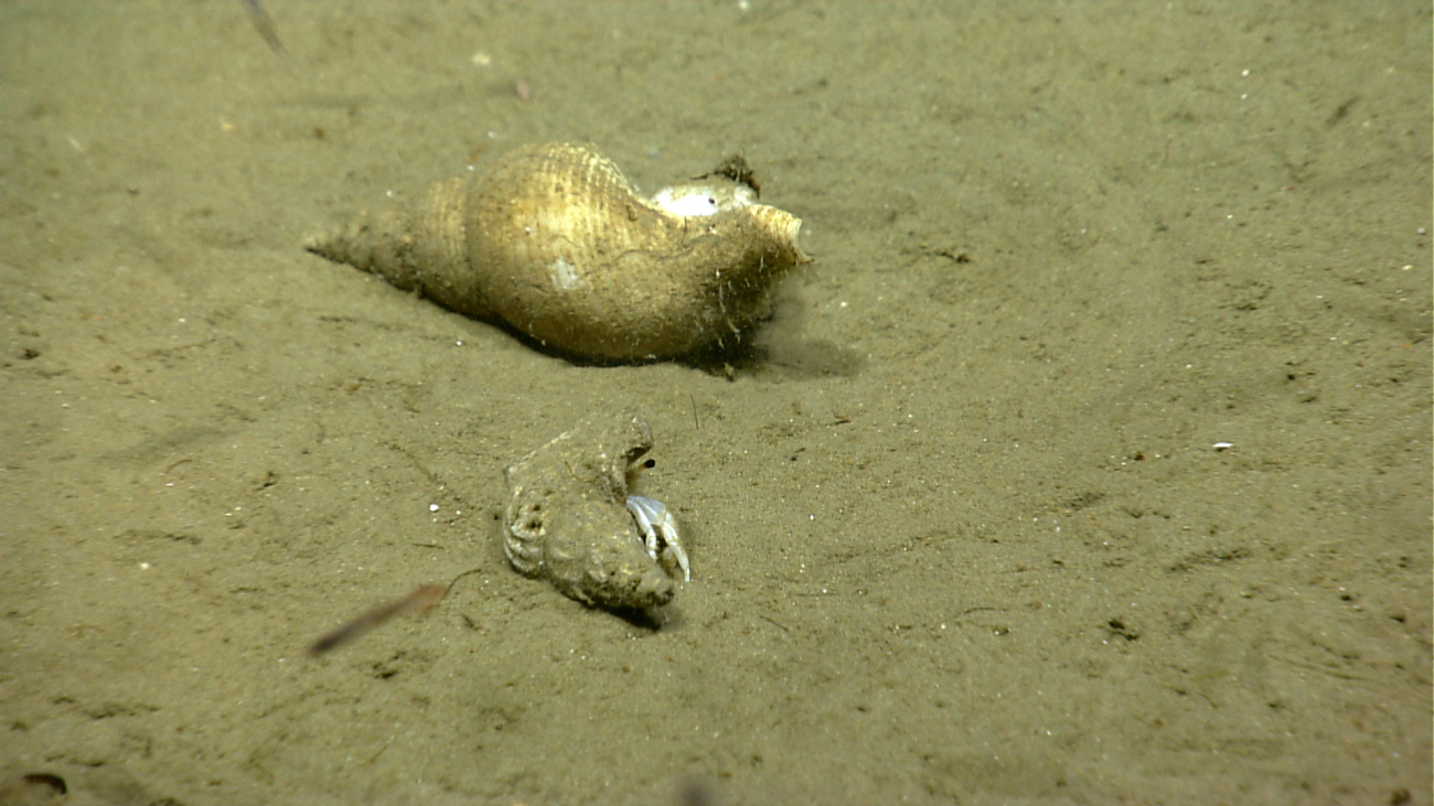Two gastropod shells, the smaller housing a hermit crab