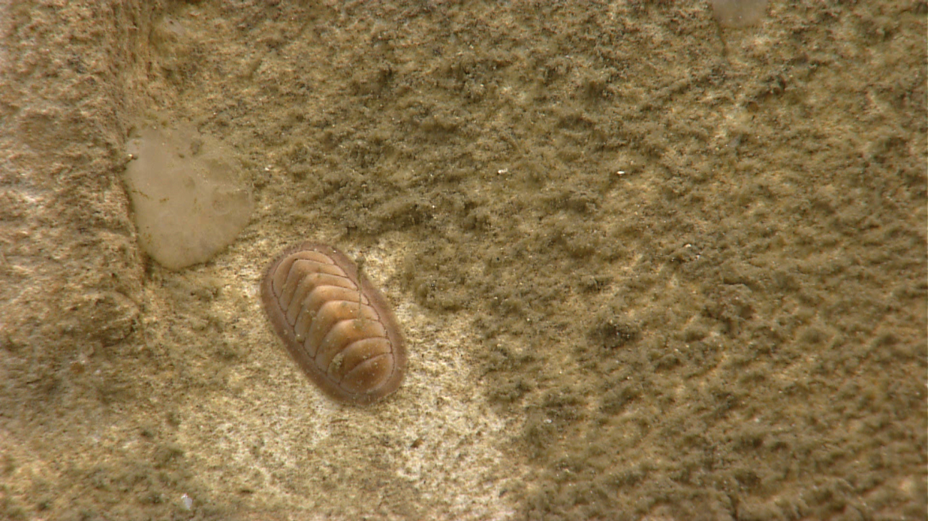 A whitish brown chiton on the canyon wall near a small encrusting sponge