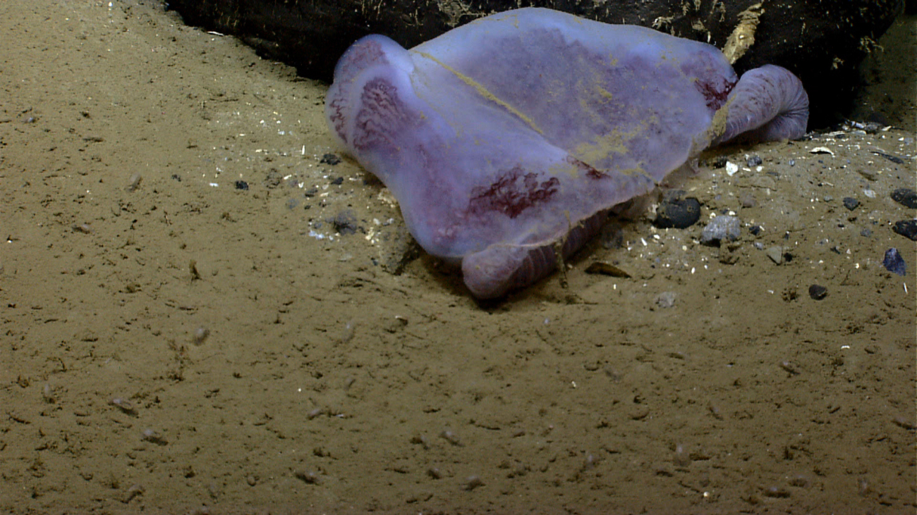 A gelatinous mass, probably a jellyfish that has crashed into a rock outcrop and can't seem to resume floatation