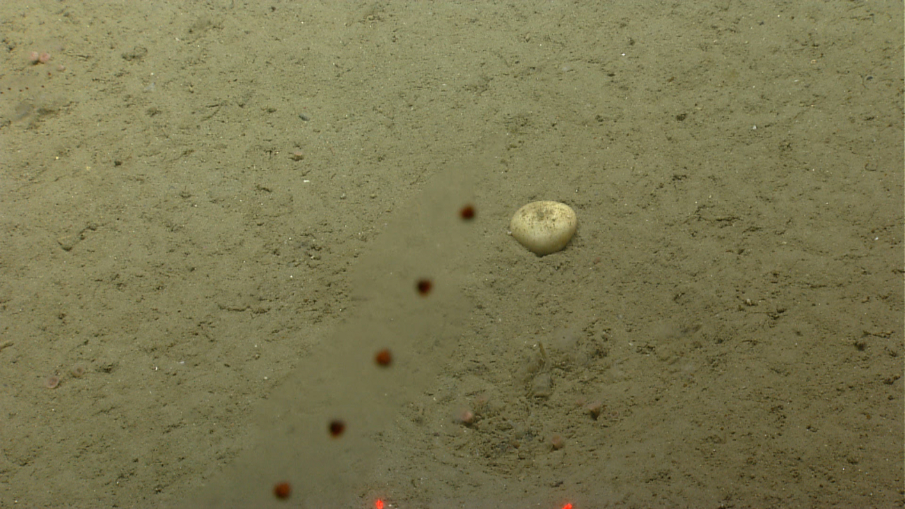 A siphonophore in the water column and an unidentified white object
