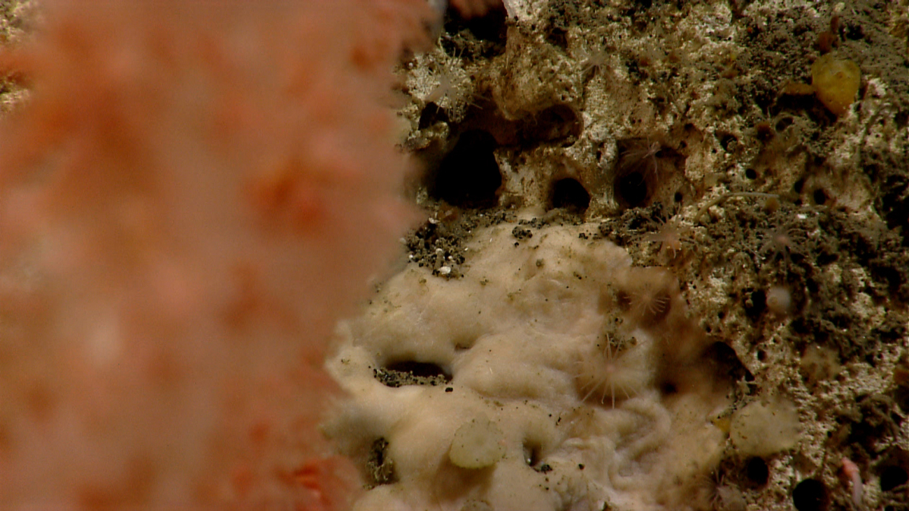 White material, perhaps the base of a coral, small hydroids, and small sponges