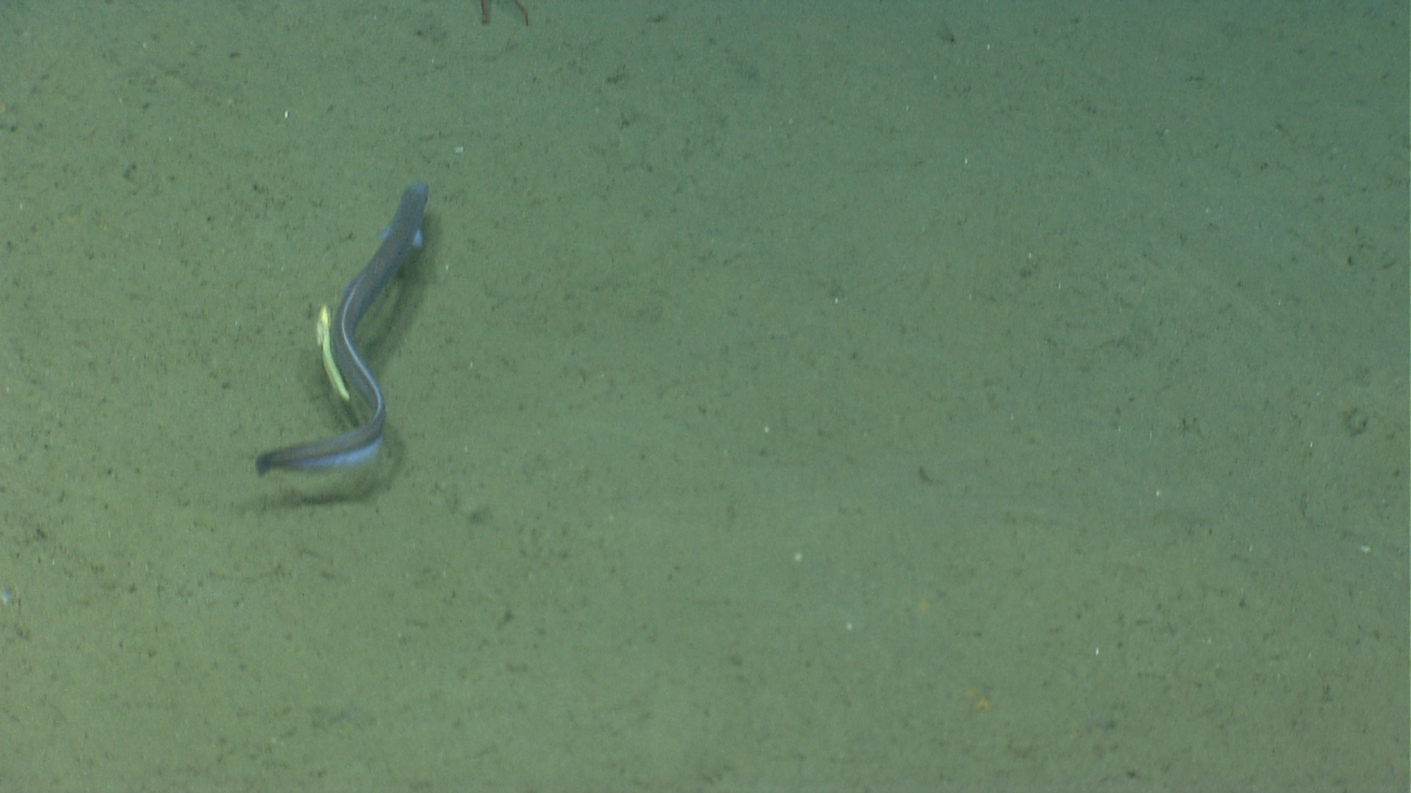 A cutthroat eel with a large parasitic copepod