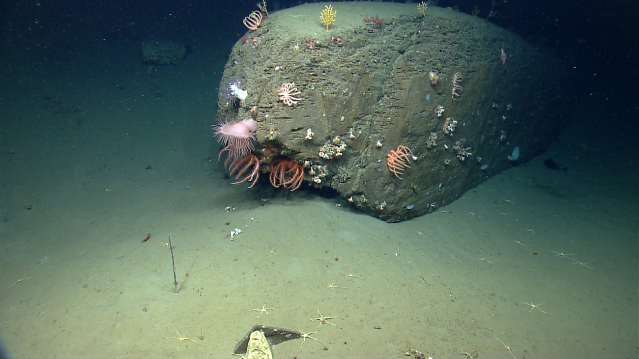A rectangular prism shaped block of stone is covered with brisingid starfish,cup corals, small octocorals, a few sponges, and one very large venus flytrapanemone