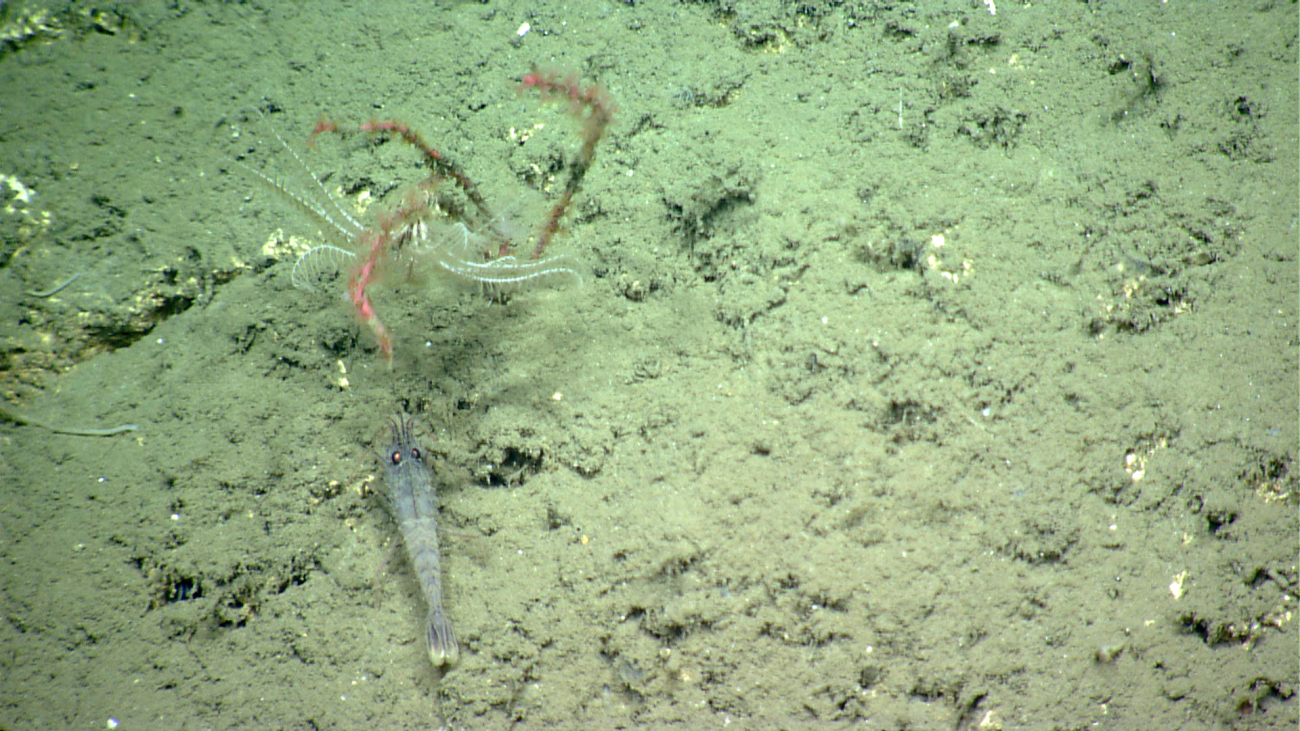 A large shrimp in the foreground and a white feather star crinoid on a redSwiftia coral