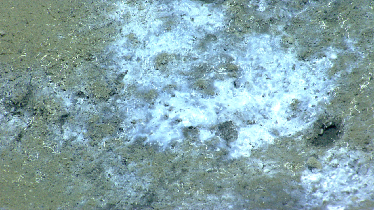 A white bacterial mat at a cold seep