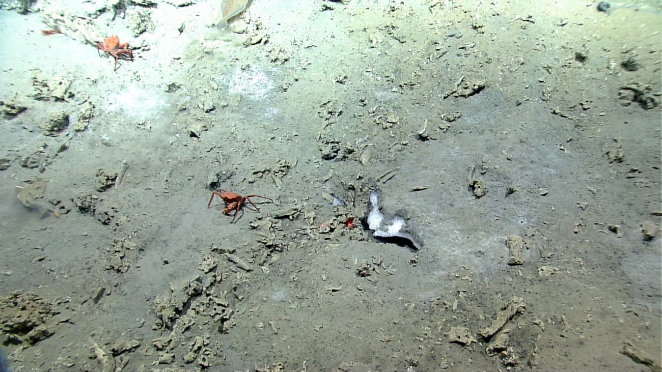 Red crabs at a methane hydrate outcropping at a cold seep site