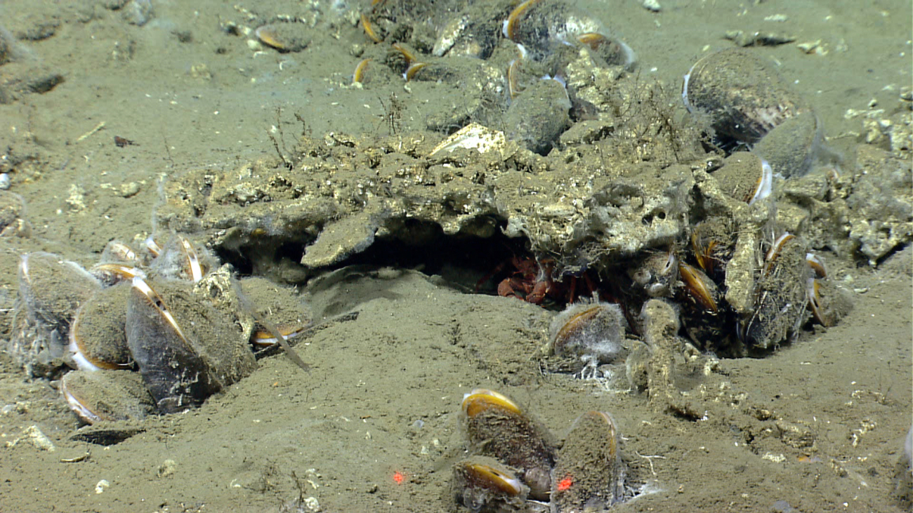 Clusters of live bathymodiolus mussels were encountered by Deep Discoverer (D2)at seep sites south of Nantucket
