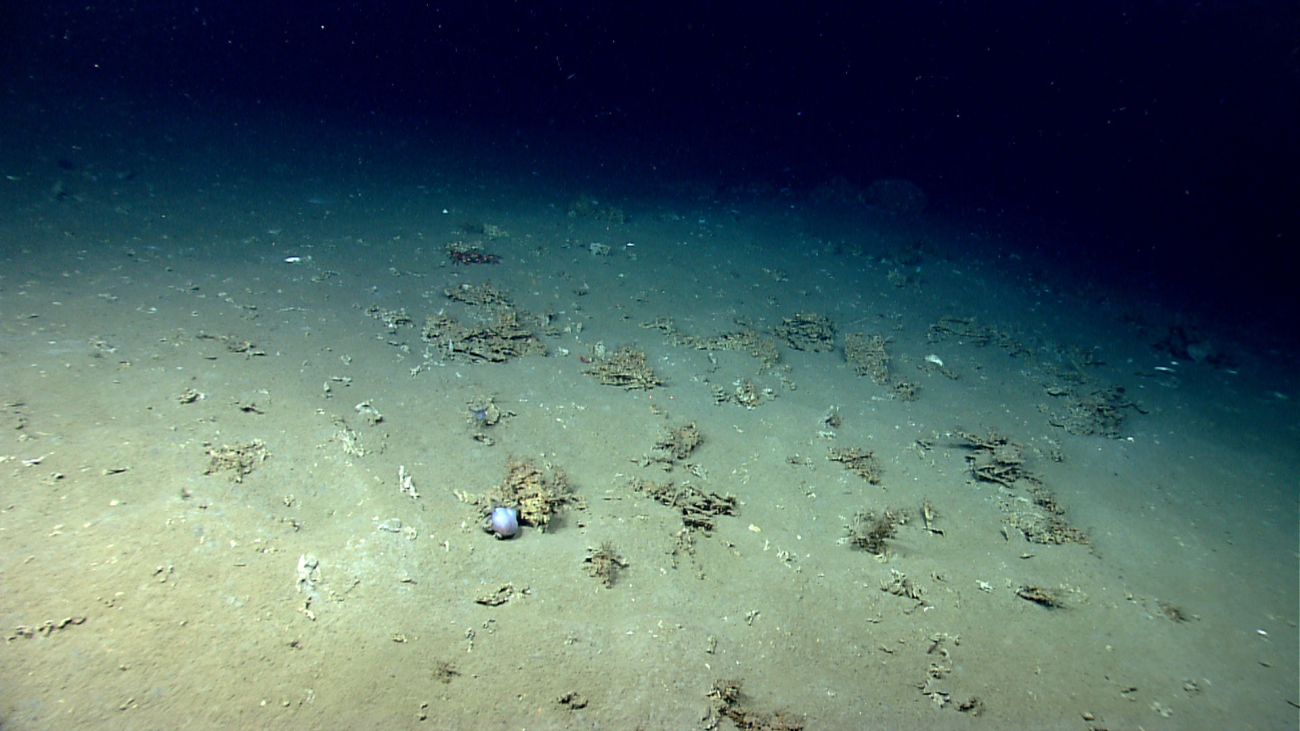 A small octopus is seen near a cold seep site