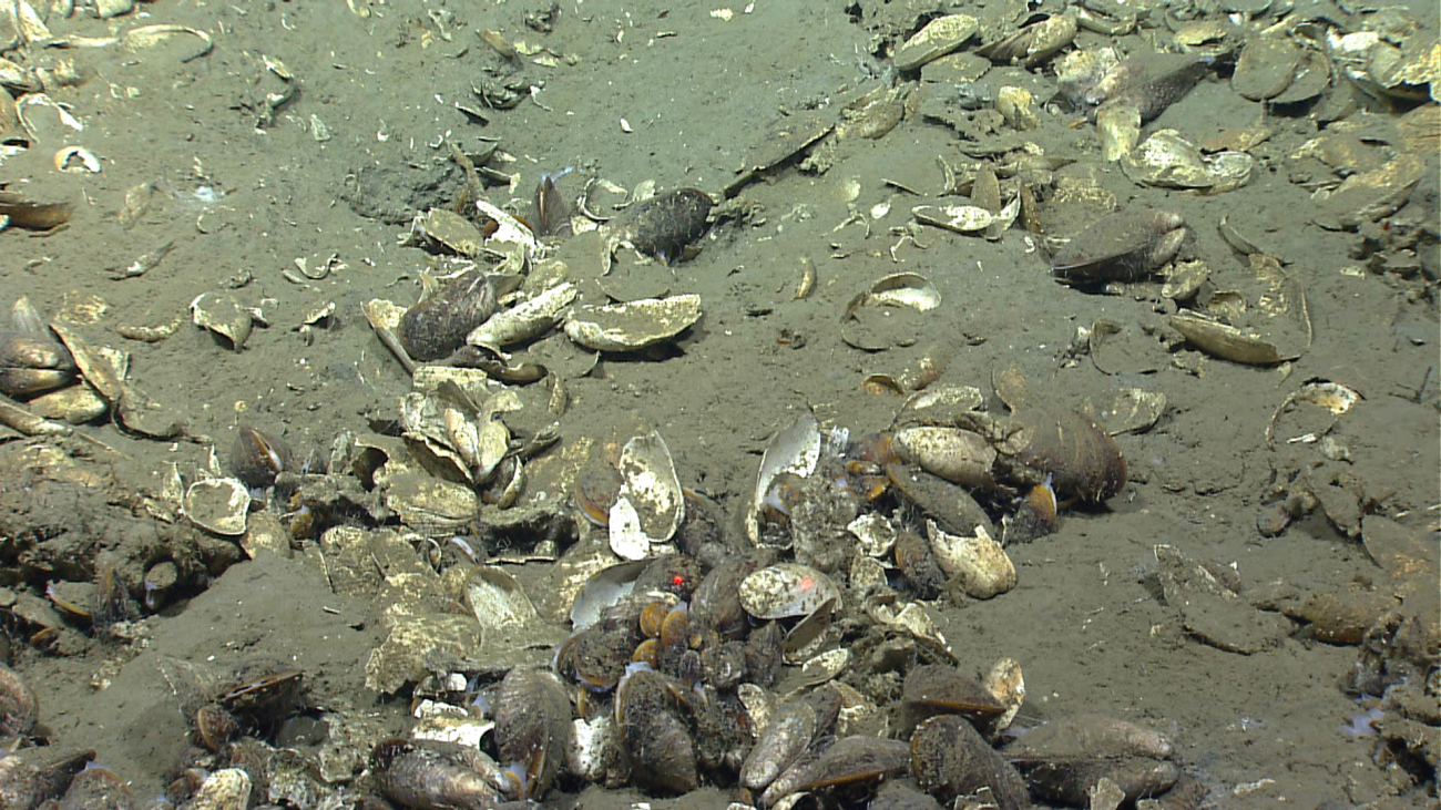 A few live bathymodiolus mussels and the shells of many dead ones