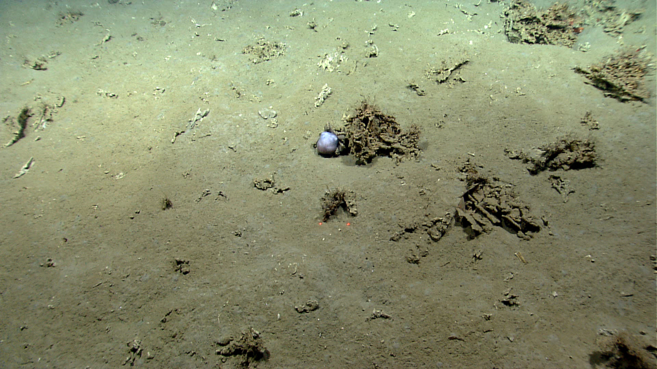 A small octopus is using carbonate rock debris as habitat