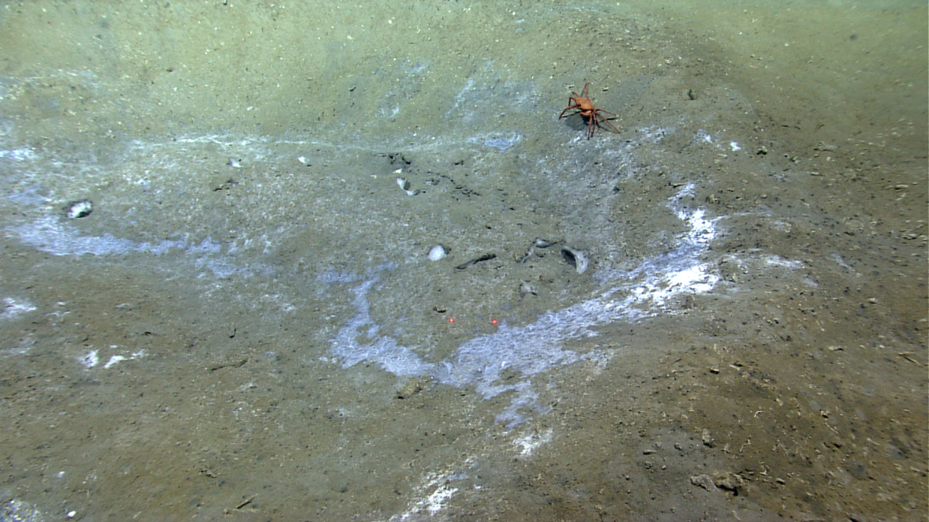 Bacterial mats, small chunks of methane hydrate, and a red crab (Chaceonquinquedens) can be seen in this image