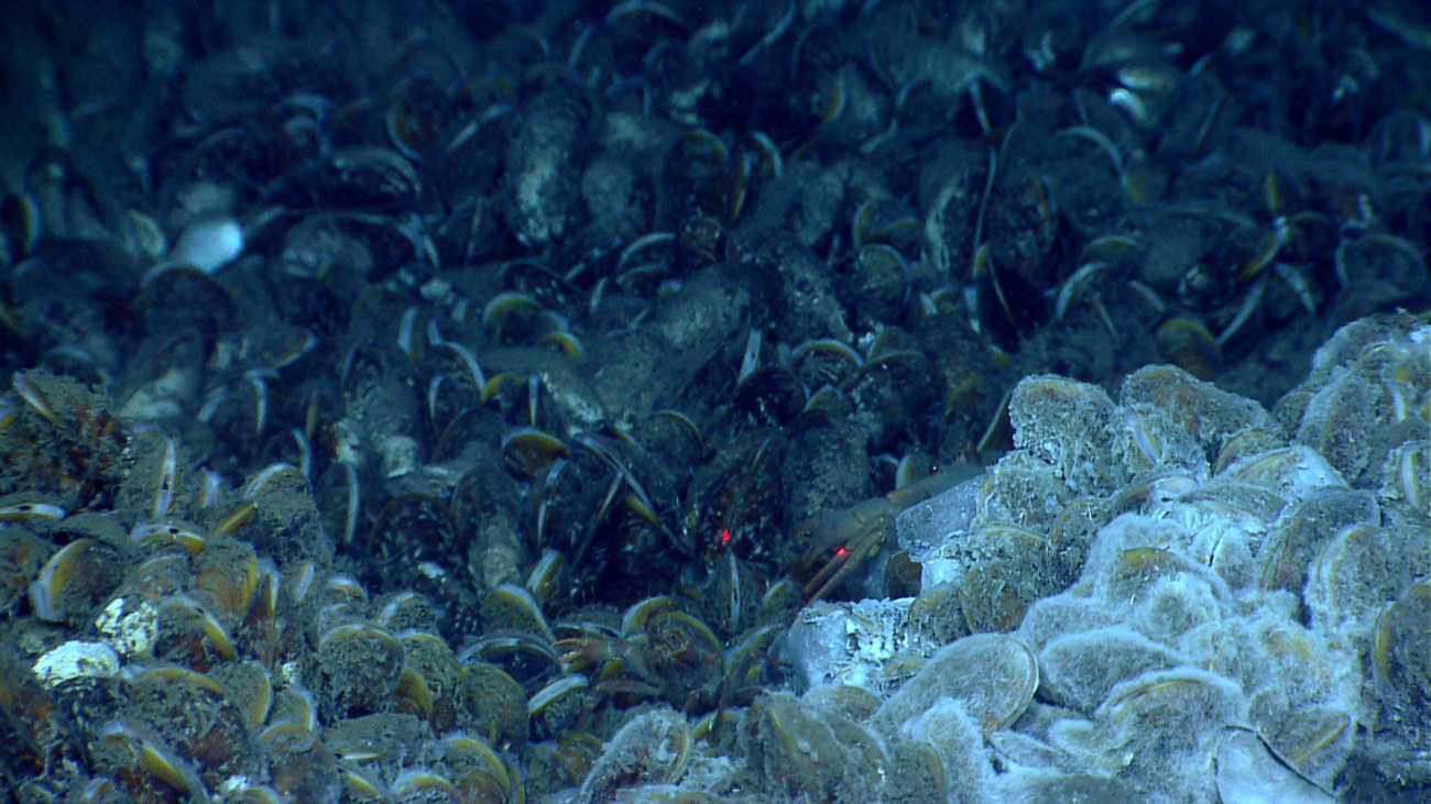 A huge bed of bathymodiolus mussels in an area of hydrocarbon seepage