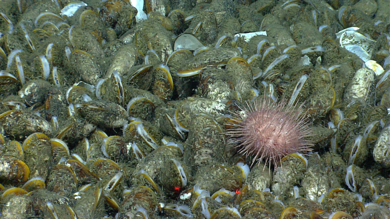 A sea urchin in the midst of a huge bed of bathymodiolus mussels in an area of hydrocarbon seepage