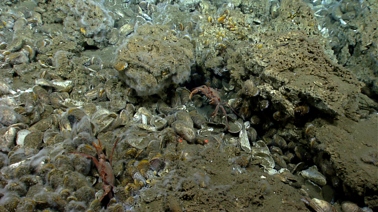 A hydrocarbon seep area with live and dead bathymodiolus mussels, whitefuzzy bacterial material, and red crabs