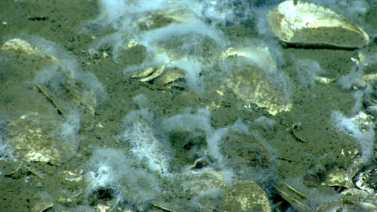White filamentous bacterial strands in a cold seep area covered with deadmussel shells