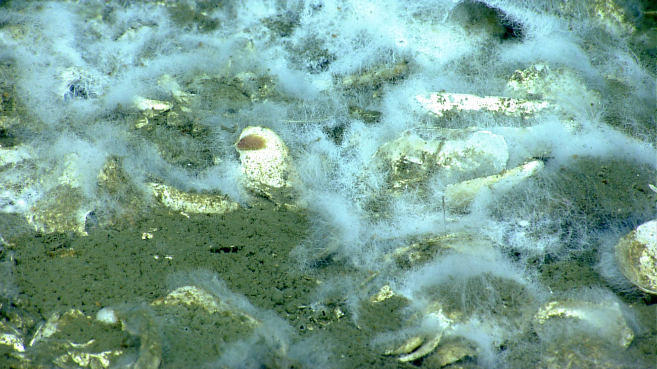 White filamentous bacterial strands in a cold seep area covered with deadmussel shells