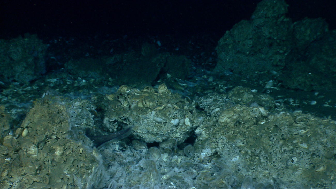 The tail of a cusk eel is seen in an area of carbonate rock with an irregularsurface
